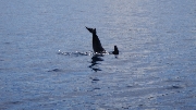 incontro in navigazione..