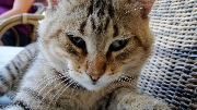 il gatto di porto azzurro.. elba..