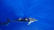delfino solitario