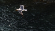 elba 2011 capo enfola volando sul blu
